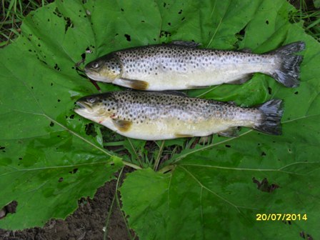 A lovely brace from Dylan