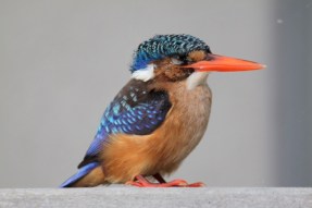 Be captivated by the Kingfishers showing just how easy it is to catch fish.