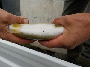 BLack Spot identifies our Triploid Trout