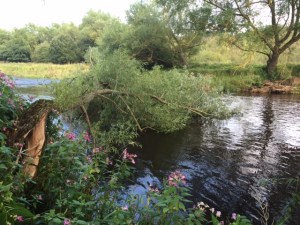 The easy way to lose flies in the branches.