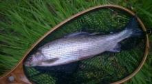 grayling3