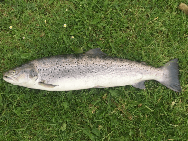 sea trout